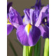 Ірис Перпл Сенсейшн (Purple Sensation) 6/7