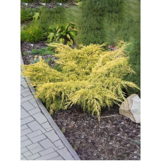 Ялівець середній Шерідан Голд (Sheridan Gold) С3