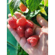 Малиновое дерево Сказка среднеспелая красная