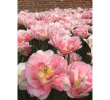 Тюльпан махровый-многоцветковый Peach Blossum
