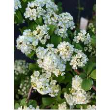 Спирея Вайт Карпет (White Carpet) ниппонская С3