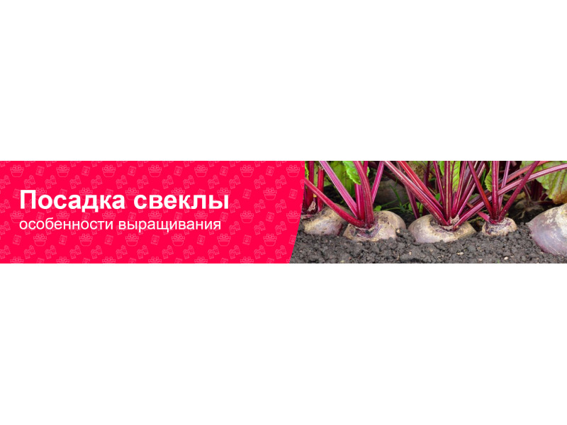 Як правильно посадити буряк у відкритий ґрунт