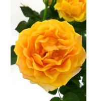 Роза Пати Оранж (Party Orange) мелкоцветковая