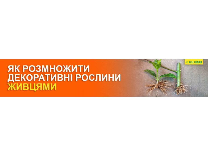 Як розмножити декоративні рослини живцями
