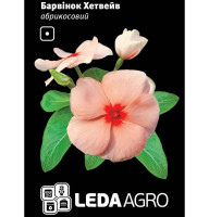 Барвинок Хетвейв абрикосовый 10 шт LedaAgro