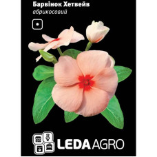 Барвинок Хетвейв абрикосовый 10 шт LedaAgro