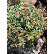 Пиерис японский Литл Хит (Little Heath) 3 л