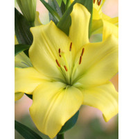 Лилия ЛА гибрид Yellow miracle 12/14 (1 шт)