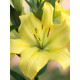 Лилия ЛА гибрид Yellow miracle 12/14 (1 шт)