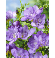 Фрезия Lavander махровая 