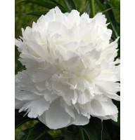 Пион White Double 2/3 (1 шт)