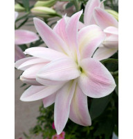 Лілія орієнтальна махрова Lotus Breeze (Лотус Бриз) 14/16 (1 шт)