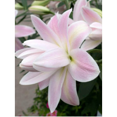 Лілія орієнтальна махрова Lotus Breeze (Лотус Бриз) 14/16 (1 шт)