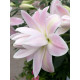 Лілія орієнтальна махрова Lotus Breeze (Лотус Бриз) 14/16 (1 шт)