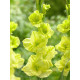 Гладиолус крупноцветковый Green Star 10/12