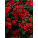 Троянда ґрунтопокривна Скарлет Мейяандекор (Scarlet Meillandecor) 3 л
