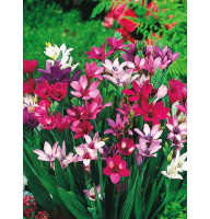 Бабиана Kew hybrids 4/5
