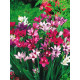 Бабиана Kew hybrids 4/5