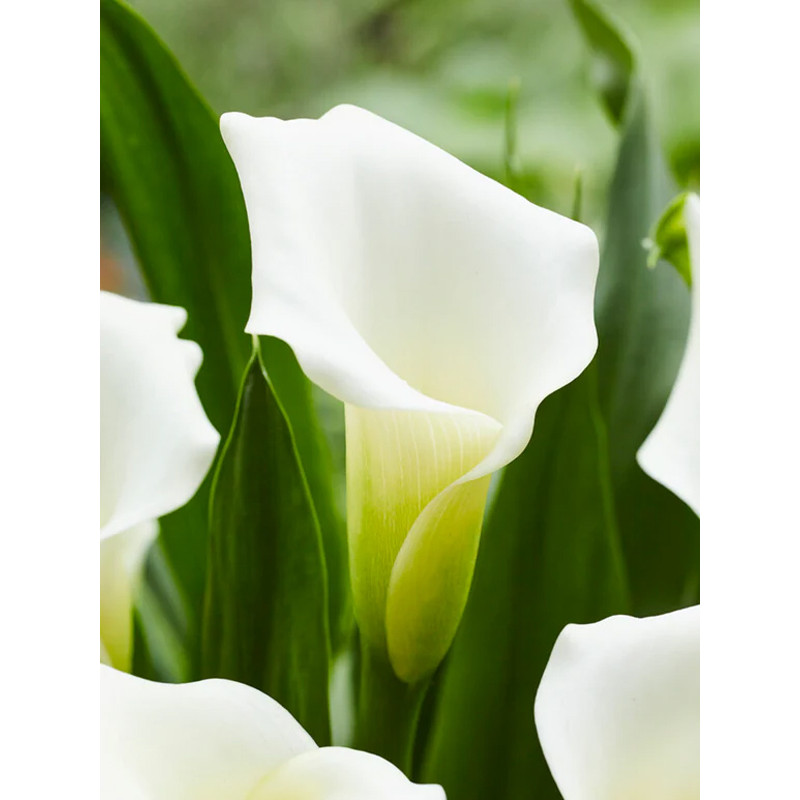 Кала Вайт Арт (White Art) 14/16