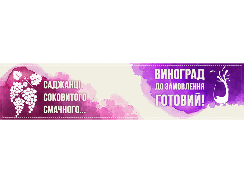 Саджанці соковитого, смачного – виноград до замовлення готовий!