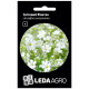 Семена Гипсофила Снежный фонтан 0,1 г LedaAgro