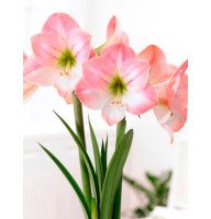 Гиппеаструм Apple Blossom прост 24/26