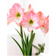 Гіппеаструм Apple Blossom простий 24/26