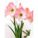 Гіппеаструм Apple Blossom простий 24/26