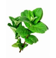 М'ята перцева Золотий ювілей 0,1 г