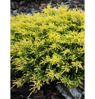Ялівець горизонтальний Лайм Глоу (Lime Glow) С3 15-25 см