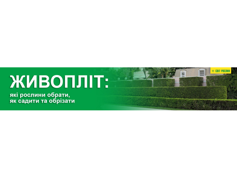 Живопліт: які рослини обрати, як садити та обрізати