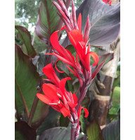 Канна Red Stripe