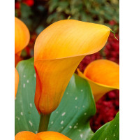 Калла Mango 12/14 (1 шт)