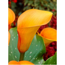 Калла Mango 12/14 (1 шт)