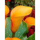 Калла Mango 12/14 (1 шт)