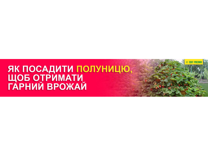 Як посадити полуницю, щоб отримати гарний врожай