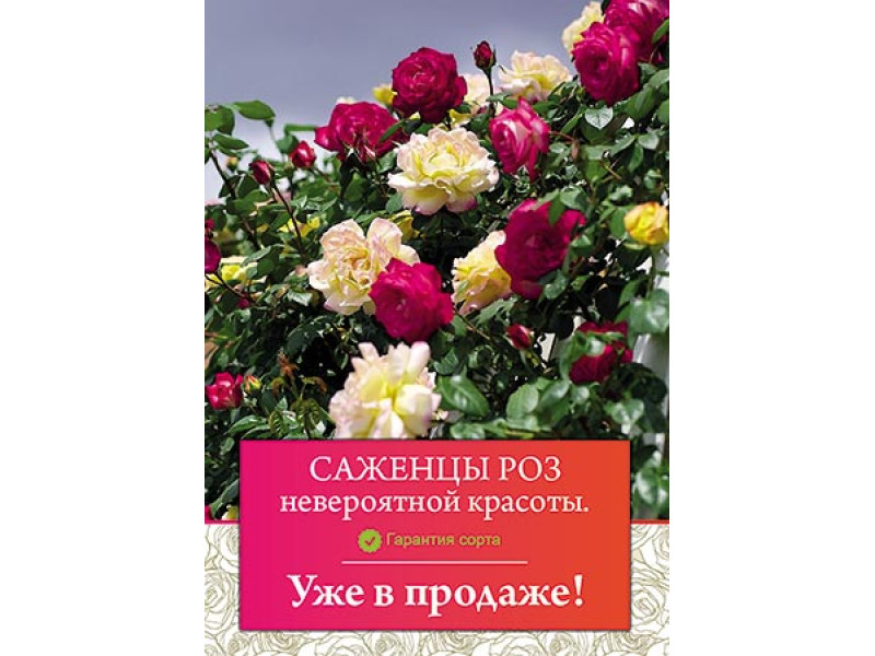 Вишукані саджанці троянд вже в продажу.