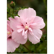 Гібіскус Сирійський Пінк Шифон (Pink Chiffon) Р9