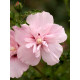 Гибискус Сирийский Пинк Шифон (Pink Chiffon) Р9