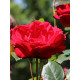 Троянда Гранд Готель (Grand Hotel) Плетиста