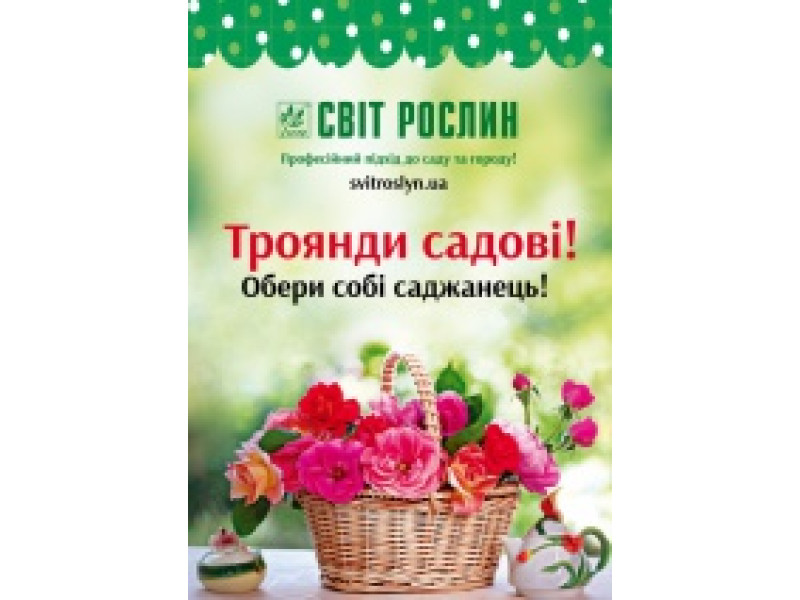 Осіння колекція саджанців троянд!
