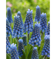 Мускарі Blue Magic 7/8