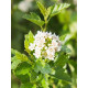 Пузыреплодник Little Greeny С5