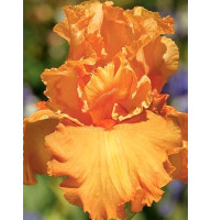 Ирис germanica Apricot Silk