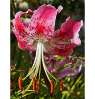 Лілія Speciosum Var Rubrum Uchida 14/16 (1 шт)