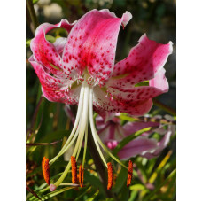 Лилия азиатская Speciosum Var Rubrum Uchida 14/16 (1 шт)