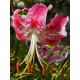 Лілія Speciosum Var Rubrum Uchida 14/16 (1 шт)