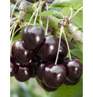 Черешня Соверейжн пізня