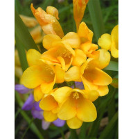 Фрезія Yellow проста 5+