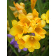 Фрезия Yellow Простая 5+